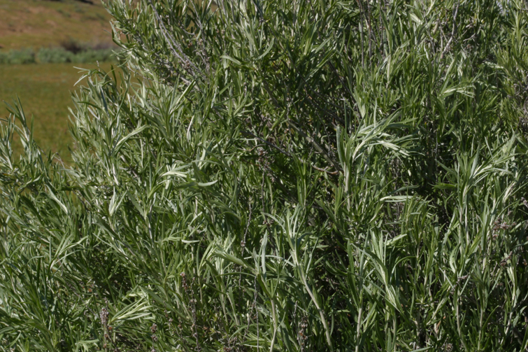 Image of silver sagebrush