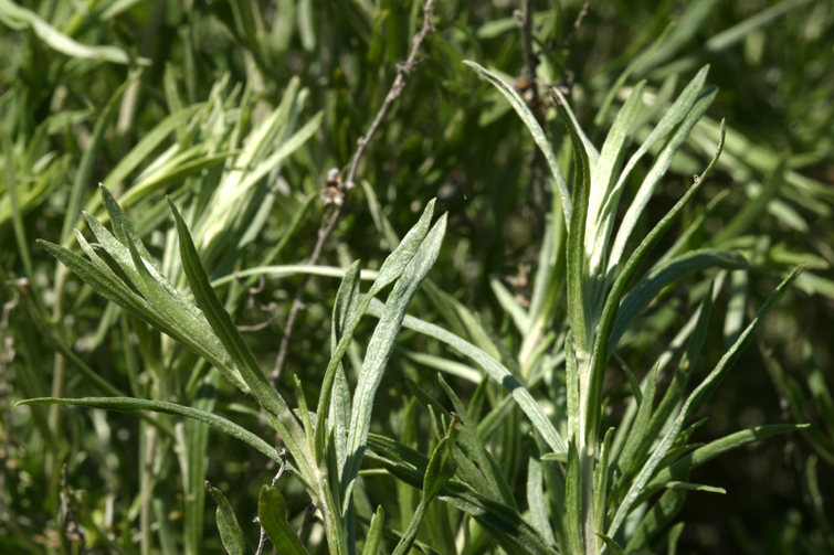 Image of silver sagebrush