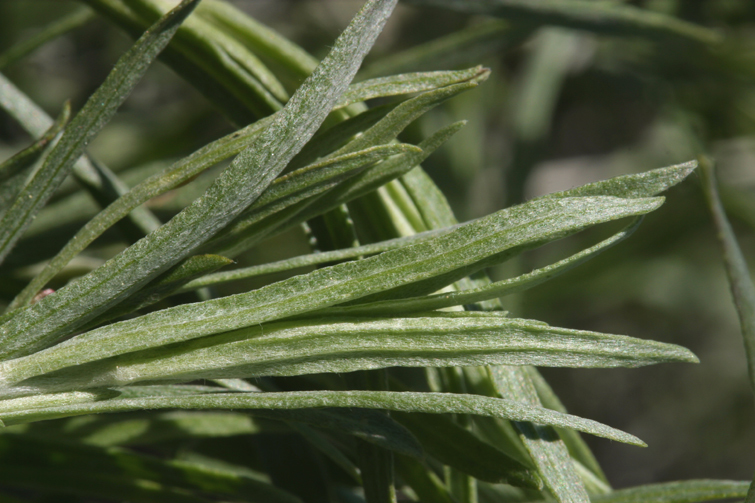 Image of silver sagebrush