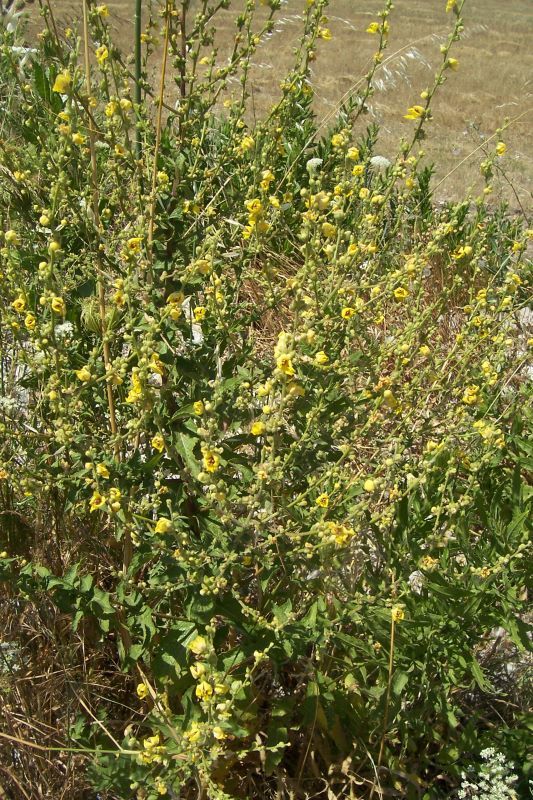 Image of wavyleaf mullein