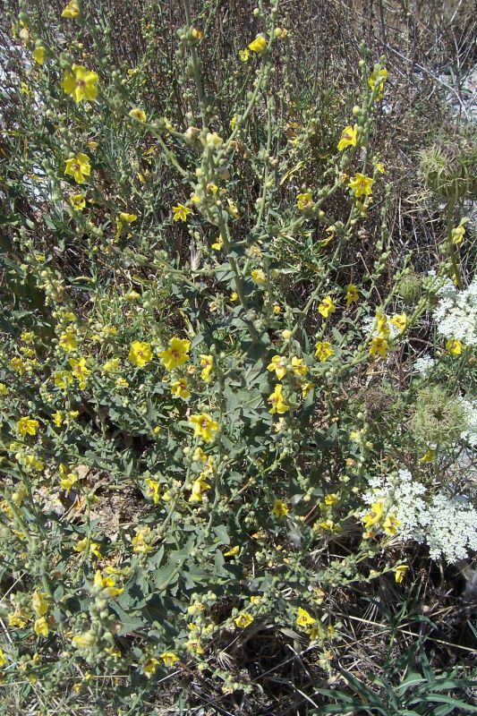 Image of wavyleaf mullein