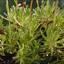 Image of <i>Saxifraga exarata</i> ssp. <i>atropurpurea</i>
