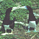 Image of Brown Booby