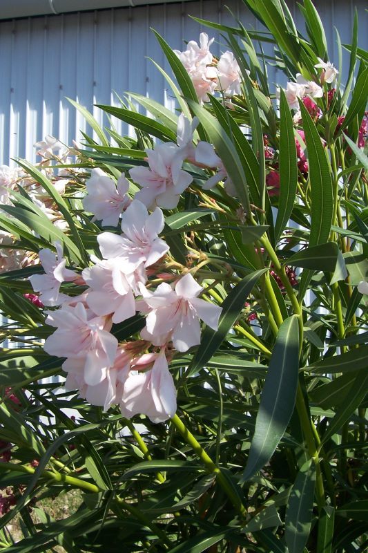 Image of Oleander