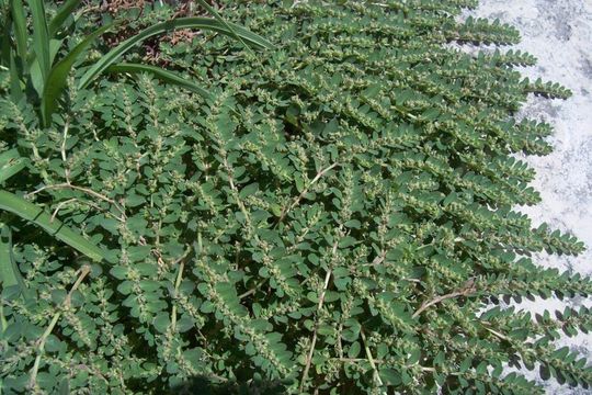 صورة Euphorbia prostrata Aiton