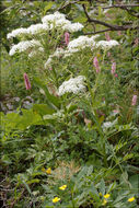 Pleurospermum austriacum (L.) Hoffm. resmi