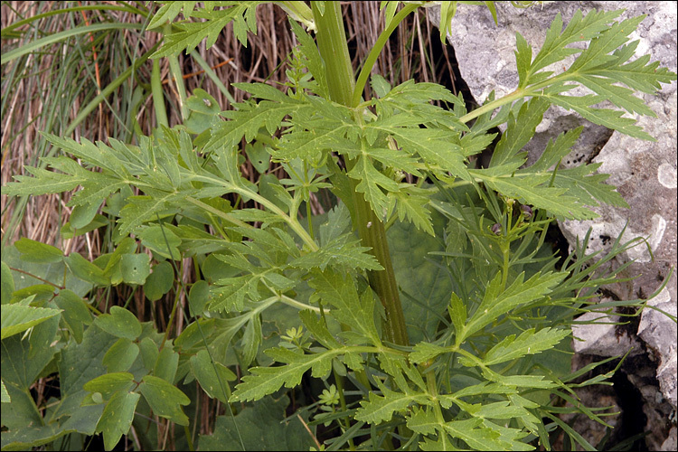 Pleurospermum austriacum (L.) Hoffm. resmi