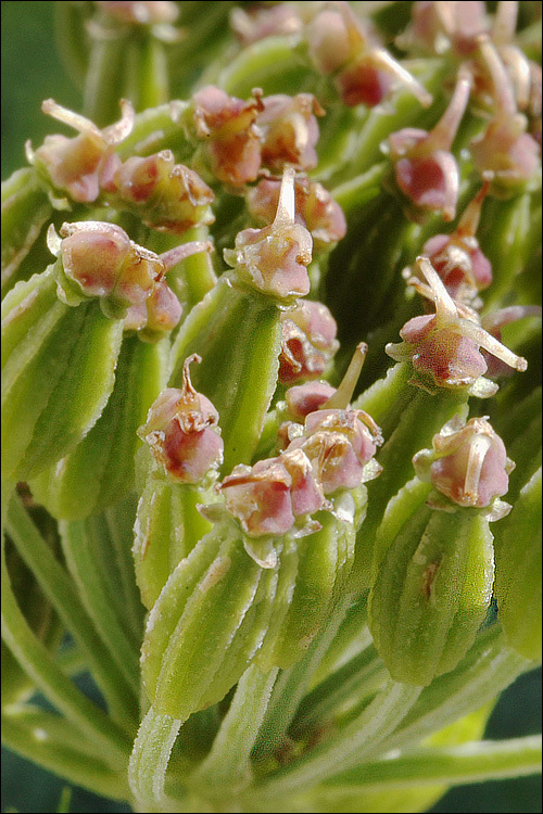 Pleurospermum austriacum (L.) Hoffm. resmi