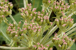 Pleurospermum austriacum (L.) Hoffm. resmi