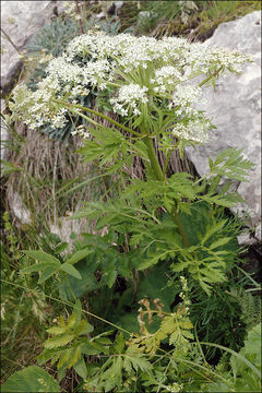 Imagem de Pleurospermum austriacum (L.) Hoffm.