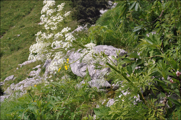 Pleurospermum austriacum (L.) Hoffm. resmi