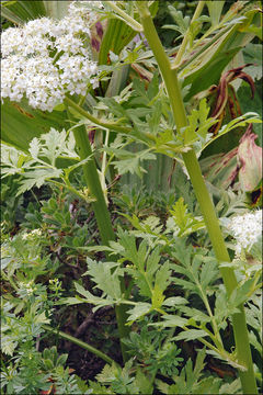 صورة Pleurospermum austriacum (L.) Hoffm.