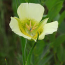 Image of <i>Calochortus gunnisonii</i> var. <i>perpulcher</i>