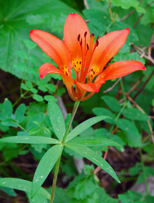 Lilium philadelphicum L. resmi