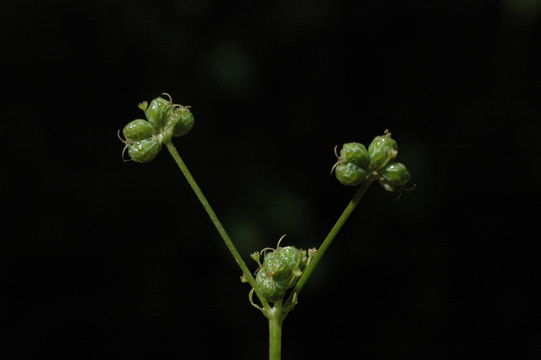 Plancia ëd Sanicula tracyi Shan & Constance