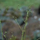 Image of Tracy's blacksnakeroot