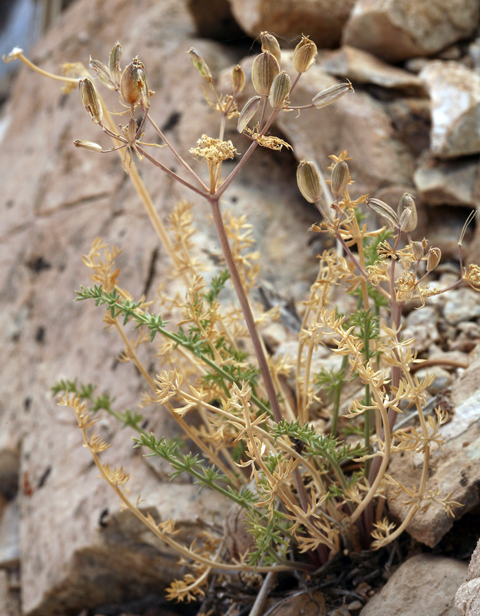 Image of Utah desertparsley