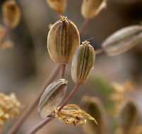 Image of Utah desertparsley