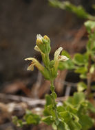 Image of Rothrock's keckiella