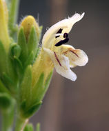 Image of Rothrock's keckiella