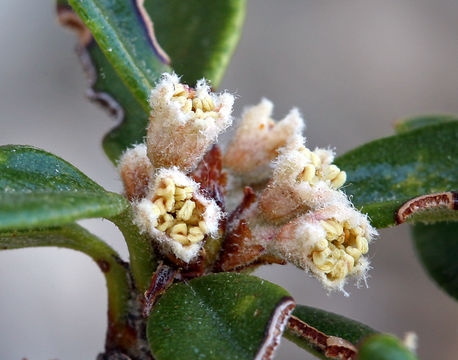 Plancia ëd Cercocarpus ledifolius Nutt.