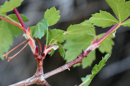 Imagem de Acer glabrum var. diffusum (Greene) Smiley