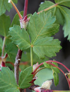 Imagem de Acer glabrum var. diffusum (Greene) Smiley