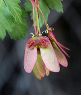 Acer glabrum var. diffusum (Greene) Smiley resmi