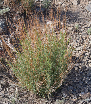 Image of tarragon