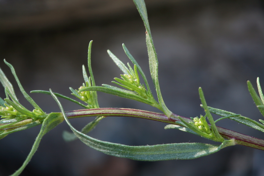 Image of tarragon