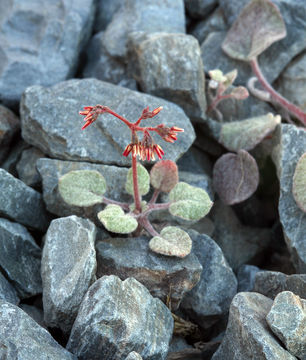 Image of Telescope Peak buckwheat