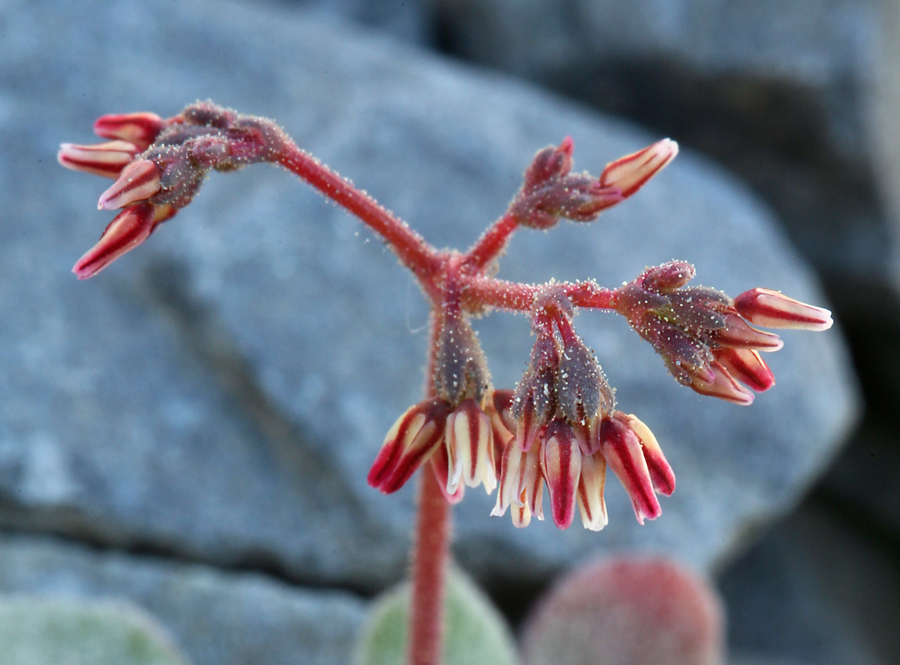 Image of Telescope Peak buckwheat