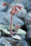 Image of Telescope Peak buckwheat