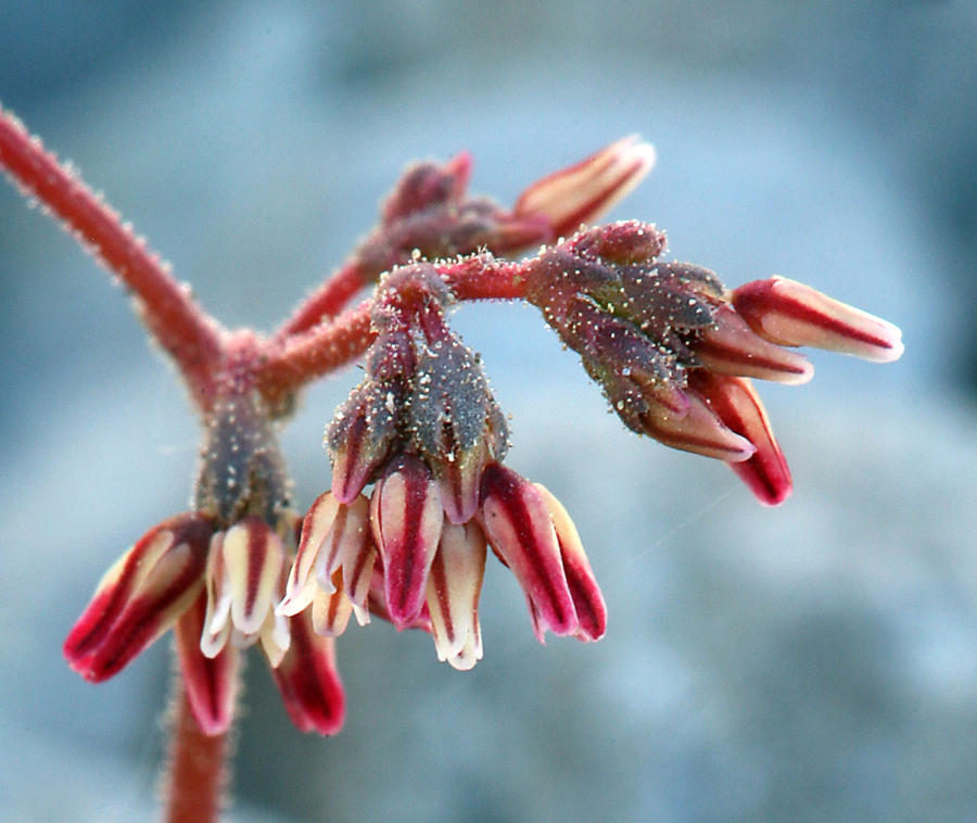 Image of Telescope Peak buckwheat