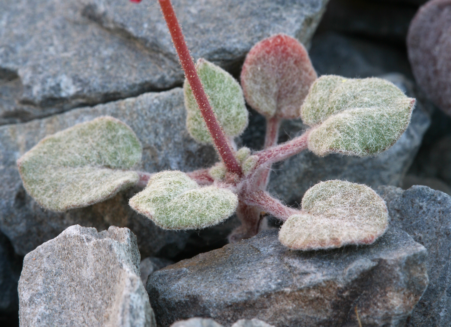 Image of Telescope Peak buckwheat