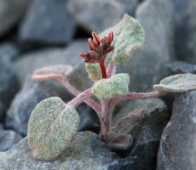 Image of Telescope Peak buckwheat