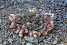 Astragalus gilmanii Tidestr.的圖片