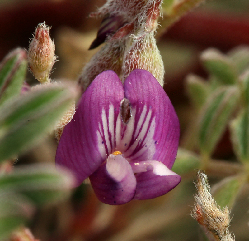 Astragalus gilmanii Tidestr.的圖片