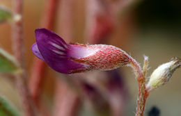 Astragalus gilmanii Tidestr.的圖片