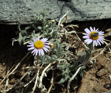 Image of Clokey's fleabane