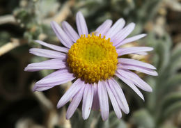 Image of Clokey's fleabane