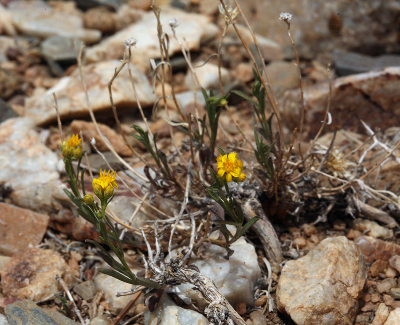 Image of broom snakeweed