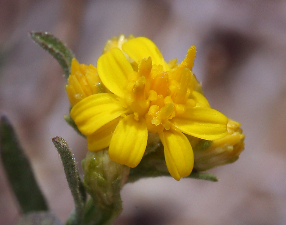 Image of broom snakeweed