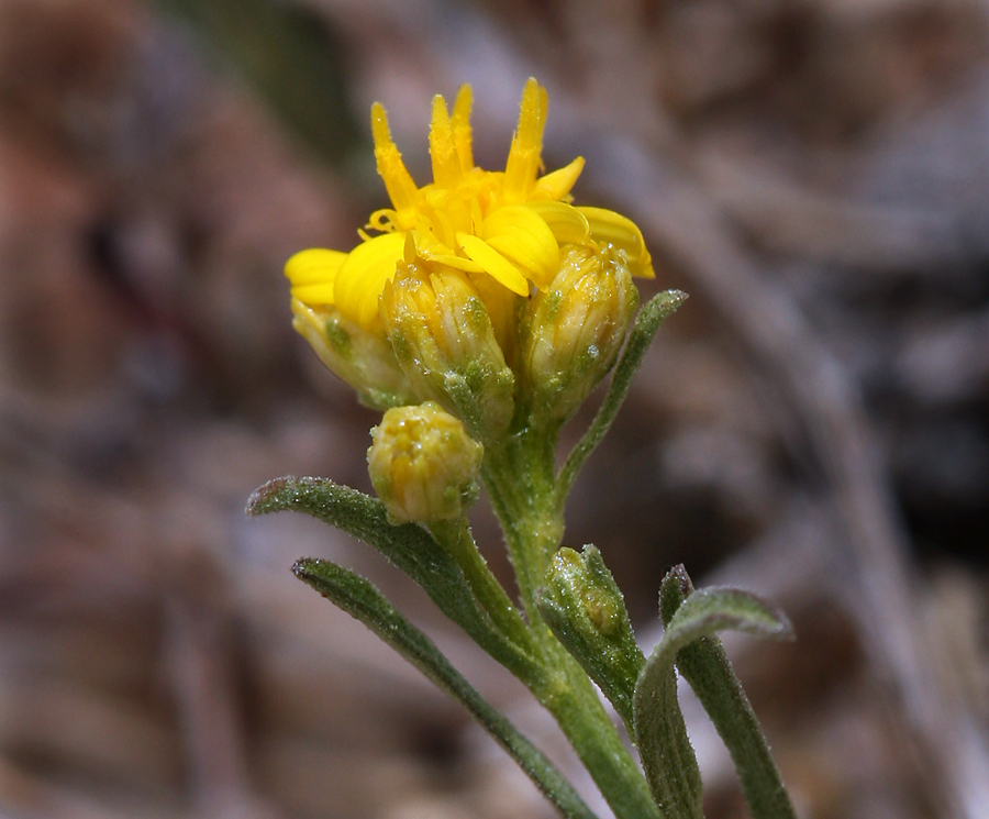 Image of broom snakeweed