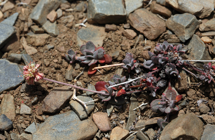 Imagem de Eriogonum umbellatum var. versicolor S. Stokes