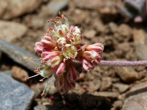 Image of sulphur-flower buckwheat