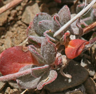 Imagem de Eriogonum umbellatum var. versicolor S. Stokes