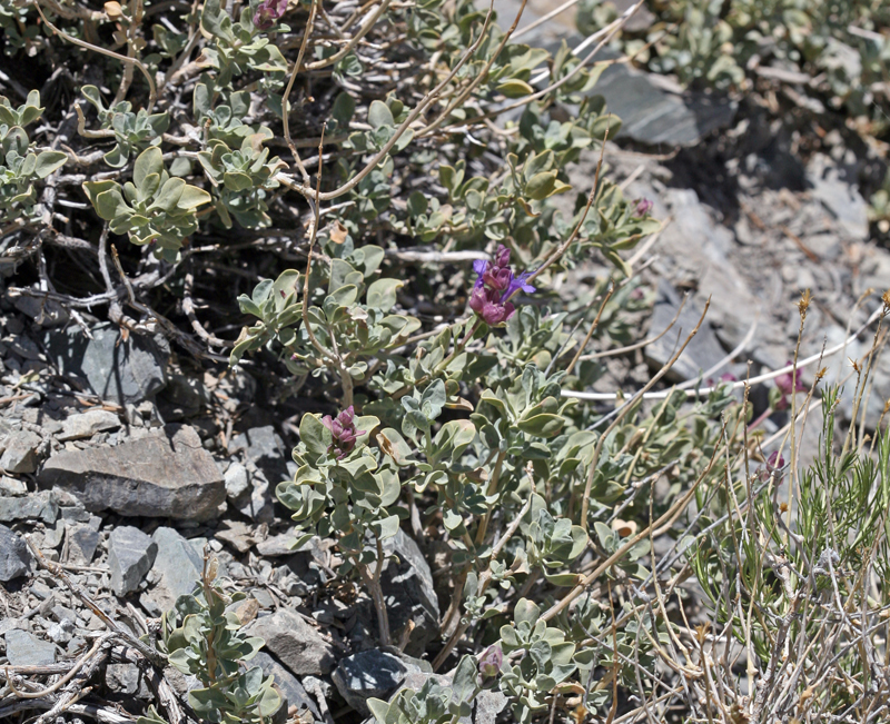 Sivun Salvia pachyphylla Epling ex Munz kuva