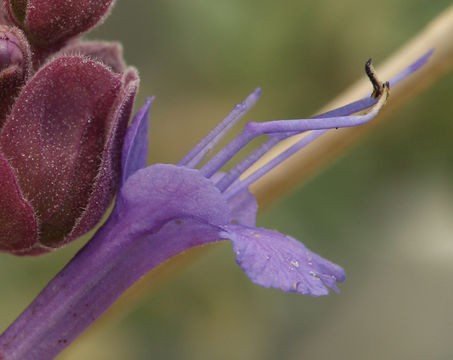 Sivun Salvia pachyphylla Epling ex Munz kuva