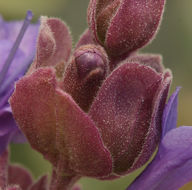 Sivun Salvia pachyphylla Epling ex Munz kuva
